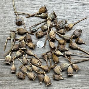 Natural Dried Seed Pods for Home Decor. 50 small.
